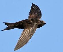 Common Swift