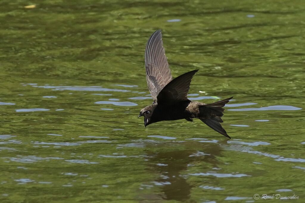 Common Swiftadult, Flight