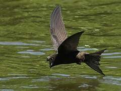 Common Swift