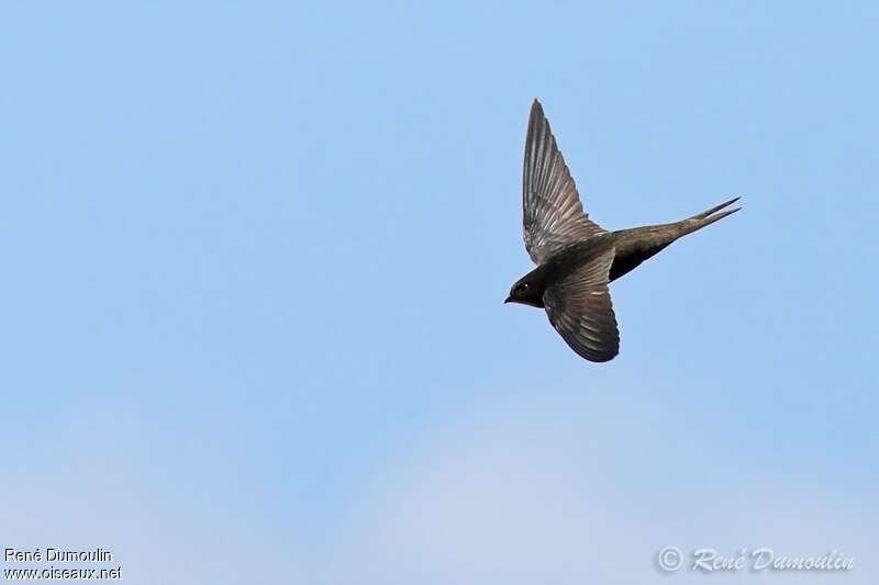 Common Swiftadult, Flight