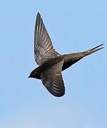 Common Swift