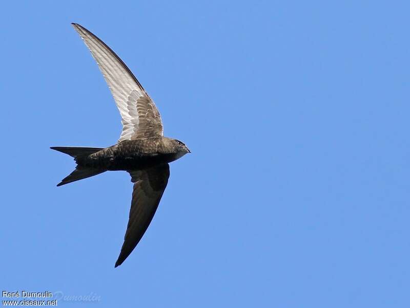 Common Swiftadult, identification