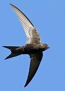 Common Swift