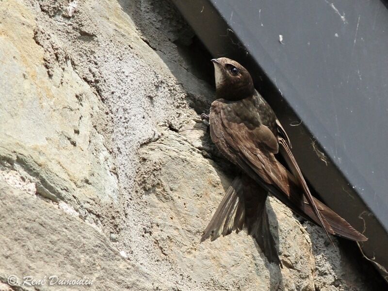 Common Swiftadult, identification