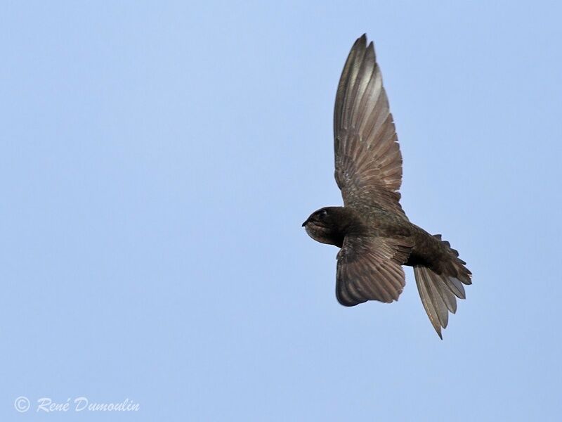 Common Swiftadult, Flight