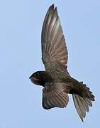 Common Swift