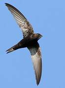 Common Swift