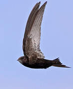 Common Swift