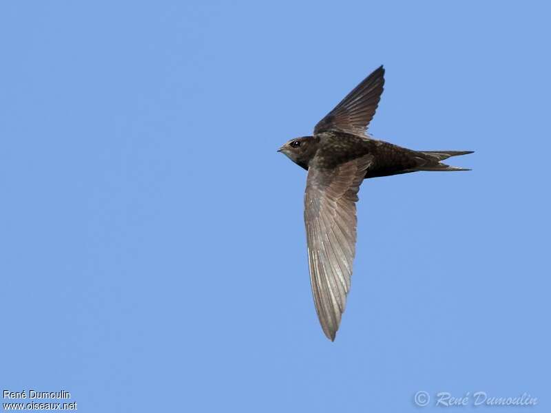 Common Swiftadult, Flight