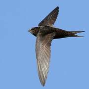 Common Swift