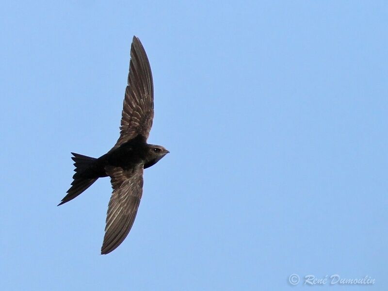 Common Swift, identification