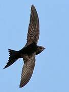 Common Swift