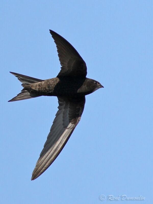 Common Swiftadult, Flight