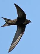 Common Swift