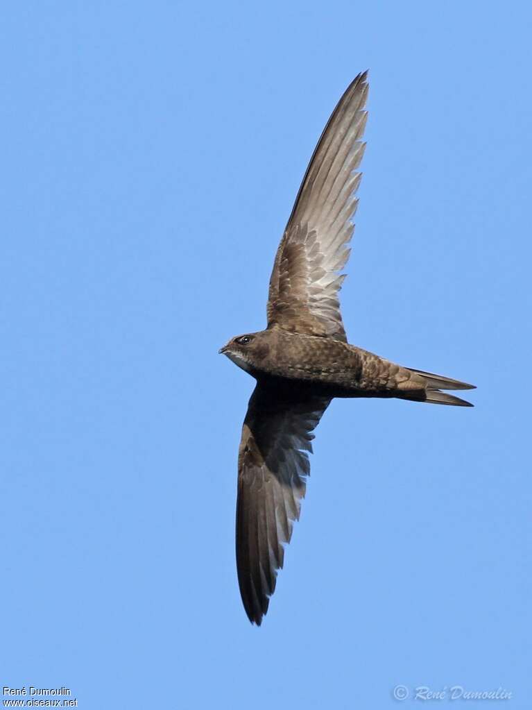 Common Swiftadult, Flight