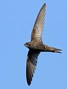 Common Swift