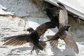 Common Swift