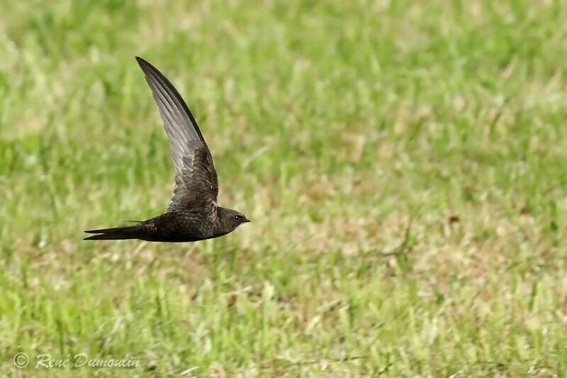 Common Swiftadult, Flight