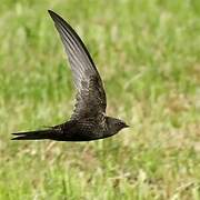 Common Swift