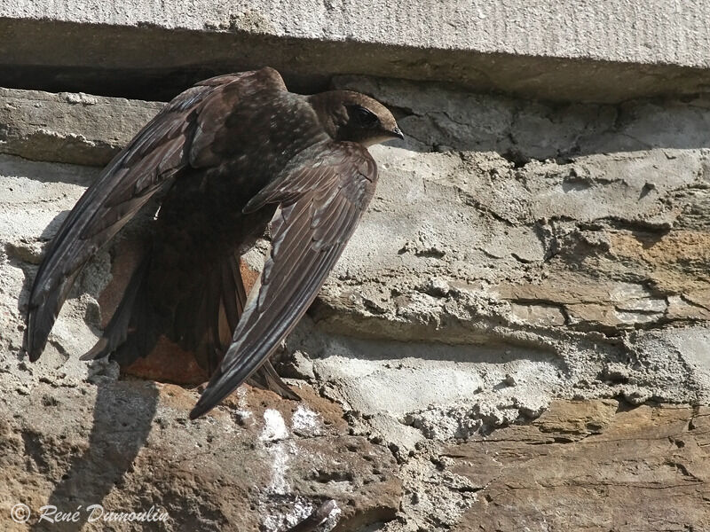 Common Swiftadult, identification, Behaviour