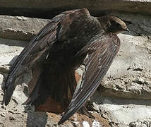 Common Swift