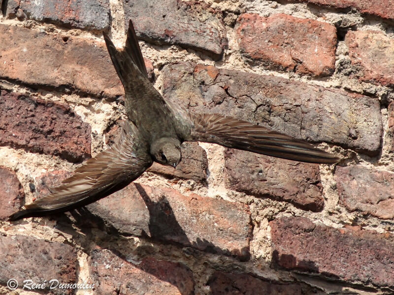 Common Swiftadult, Flight