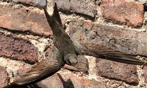 Common Swift