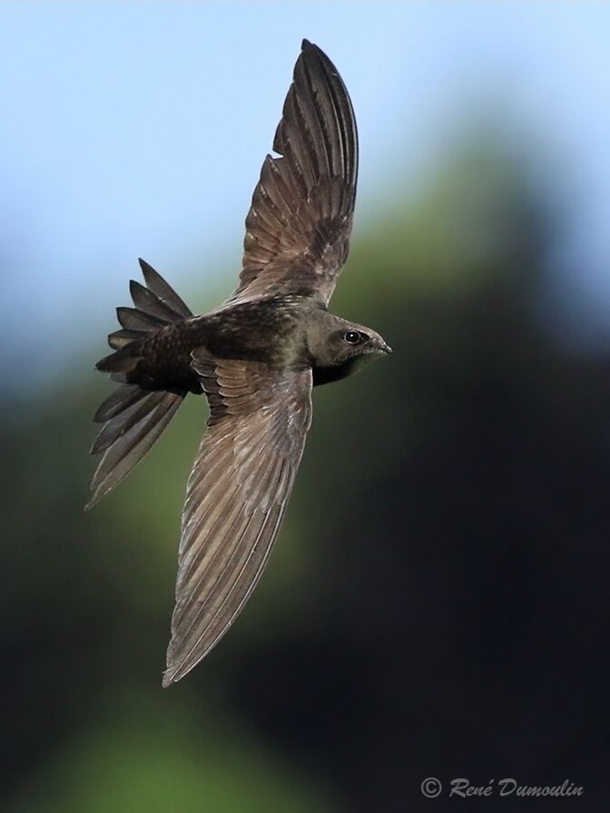 Common Swift, Flight