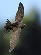 Common Swift