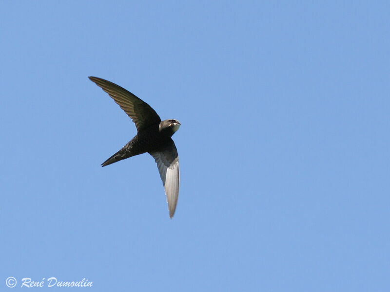 Common Swiftadult