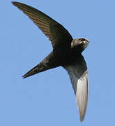 Common Swift