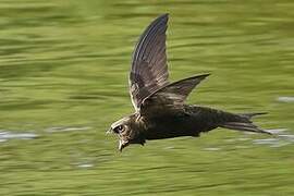 Common Swift