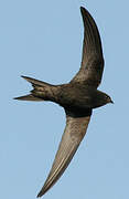 Common Swift