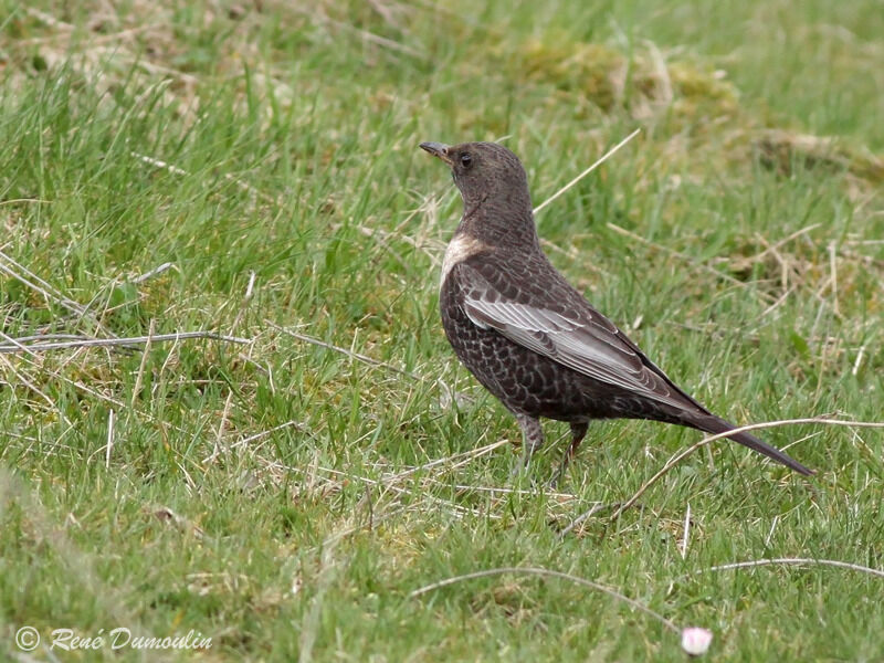 Merle à plastron femelle adulte, identification