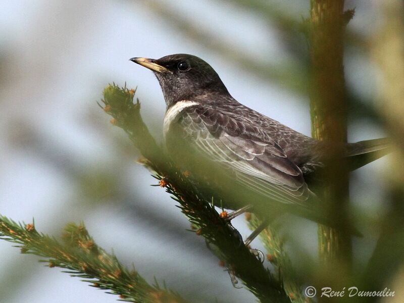 Ring Ouzel male adult, identification