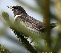 Ring Ouzel