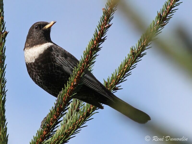 Ring Ouzel male adult