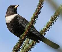 Ring Ouzel