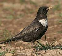 Ring Ouzel