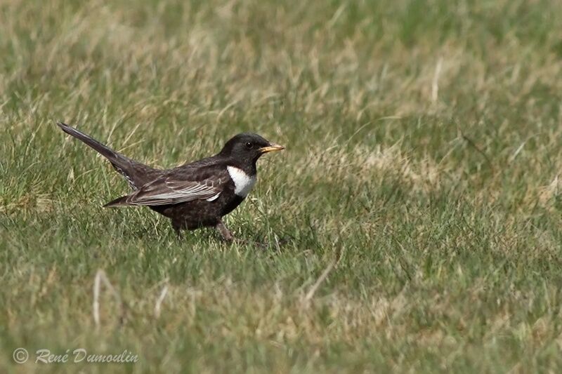 Ring Ouzel male adult breeding, identification