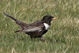 Ring Ouzel