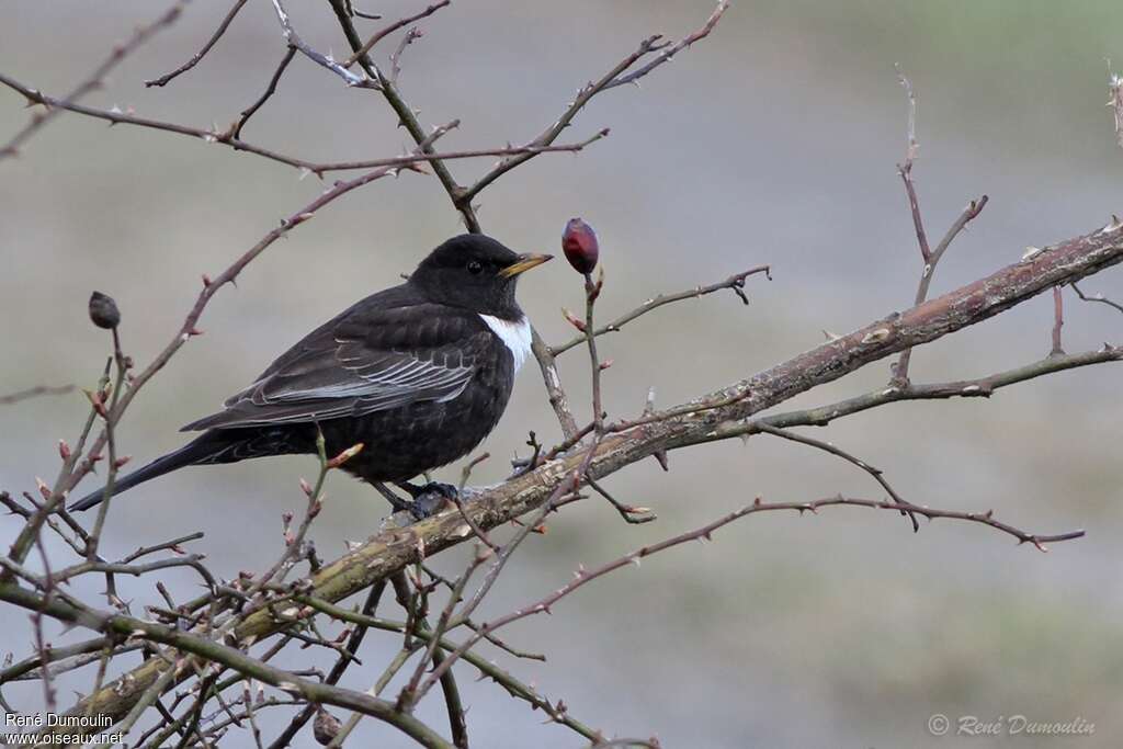 Ring Ouzel male adult breeding, identification