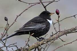 Ring Ouzel