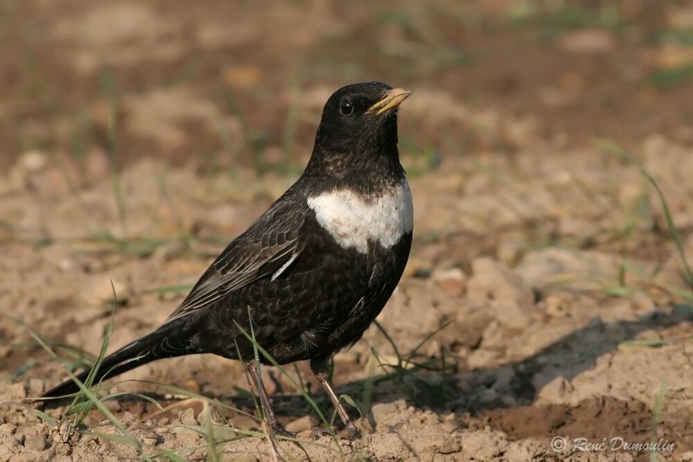 Ring Ouzel male adult breeding, identification