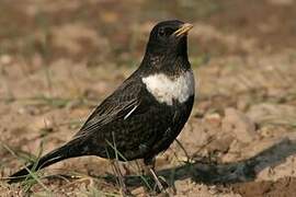 Ring Ouzel