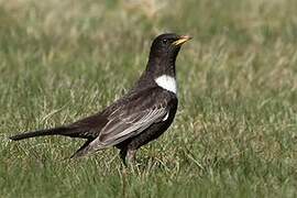 Ring Ouzel