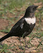 Ring Ouzel