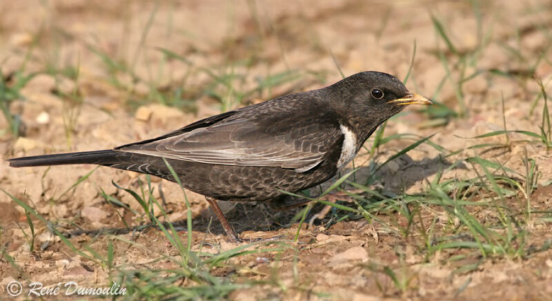 Ring Ouzel male adult