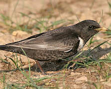 Ring Ouzel