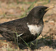 Ring Ouzel